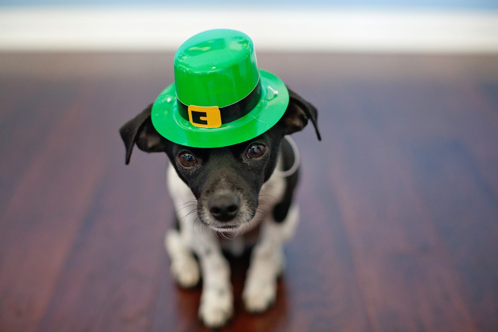 Feeling Lucky? Check Out One of These Big Island St. Patrick’s Day Events
