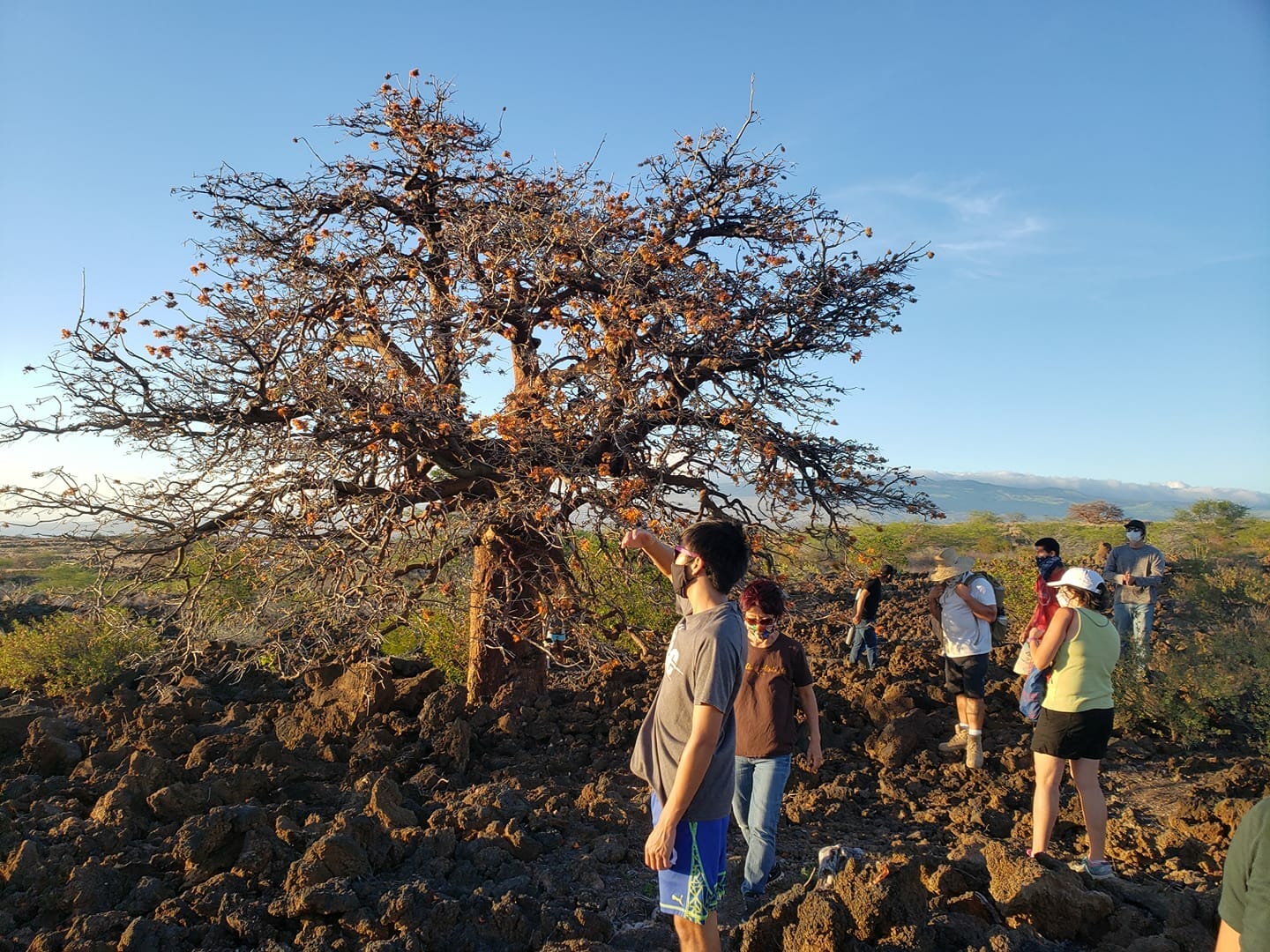 a tour group looks at a tree at the Waikoloa Dry Forest Initiative, one of the Hawaii Island nature nonprofits