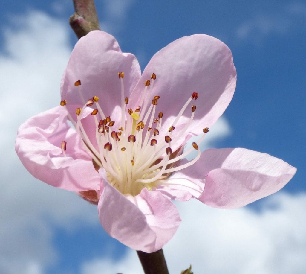 a pink cherry blossom against white clouds and blue sky